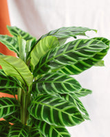 Livraison plante Calathea Zebrina