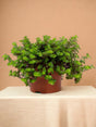 Livraison plante Callisia Turtle