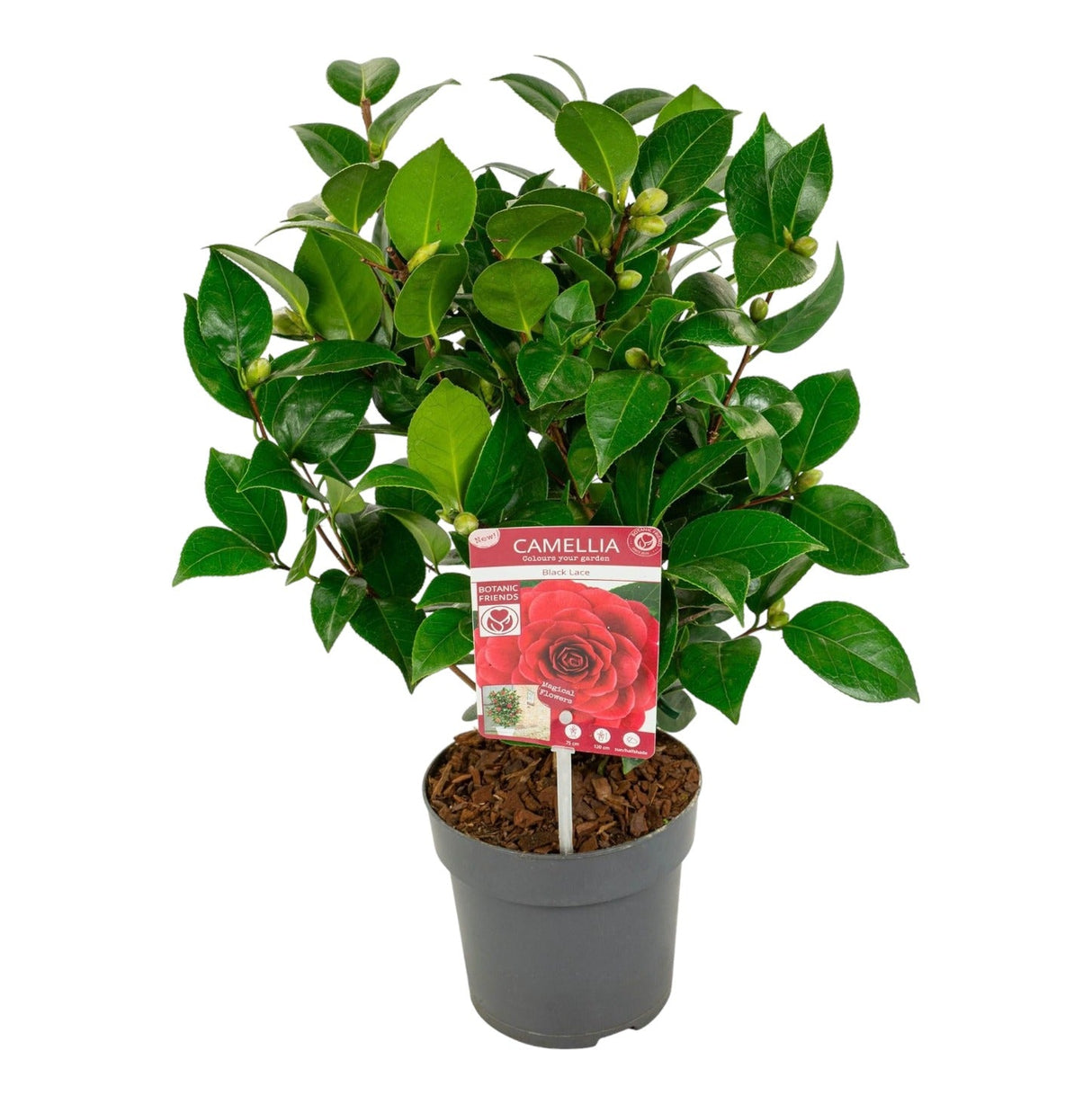 Livraison plante Camellia Japonica Black Lace