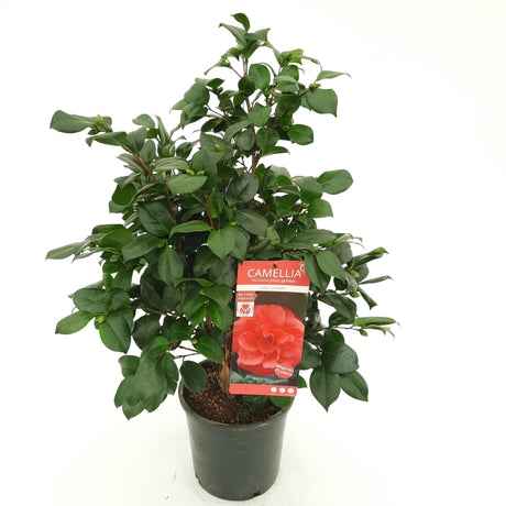 Livraison plante Camellia japonica. 'Lady Campbell' - ↨55cm - Ø26cm