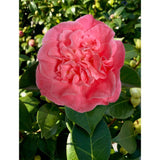 Livraison plante Camellia 'Mary Williams' - ↨70cm - Ø24cm - plante d'extérieur fleurie