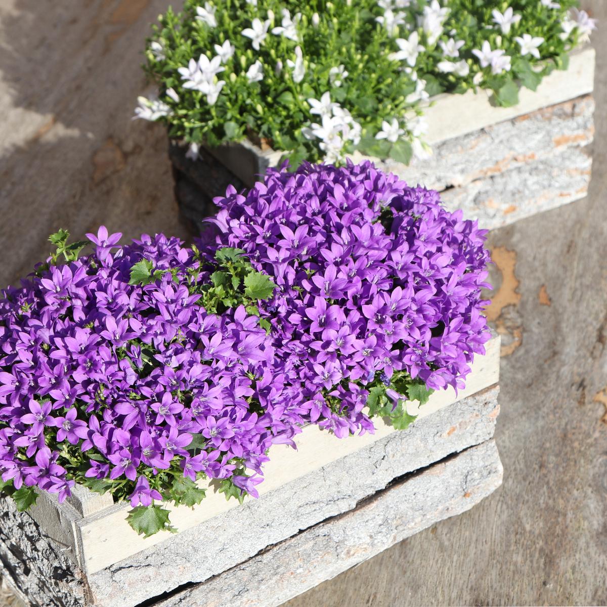 Livraison plante Campanula Addenda Ambella Intense Purple en Caisse de Bois