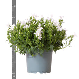 Livraison plante Campanula Addenda blanche - 12 plantes résistantes hiver