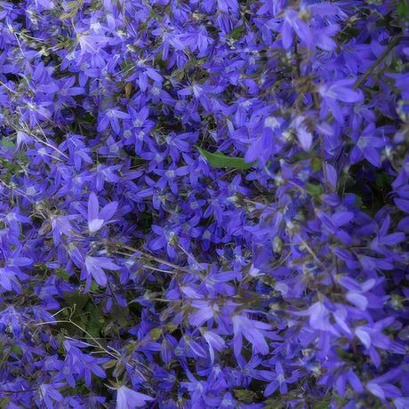 Livraison plante Campanula poscharskyana 'Stella