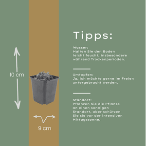 Livraison plante Campanule violet