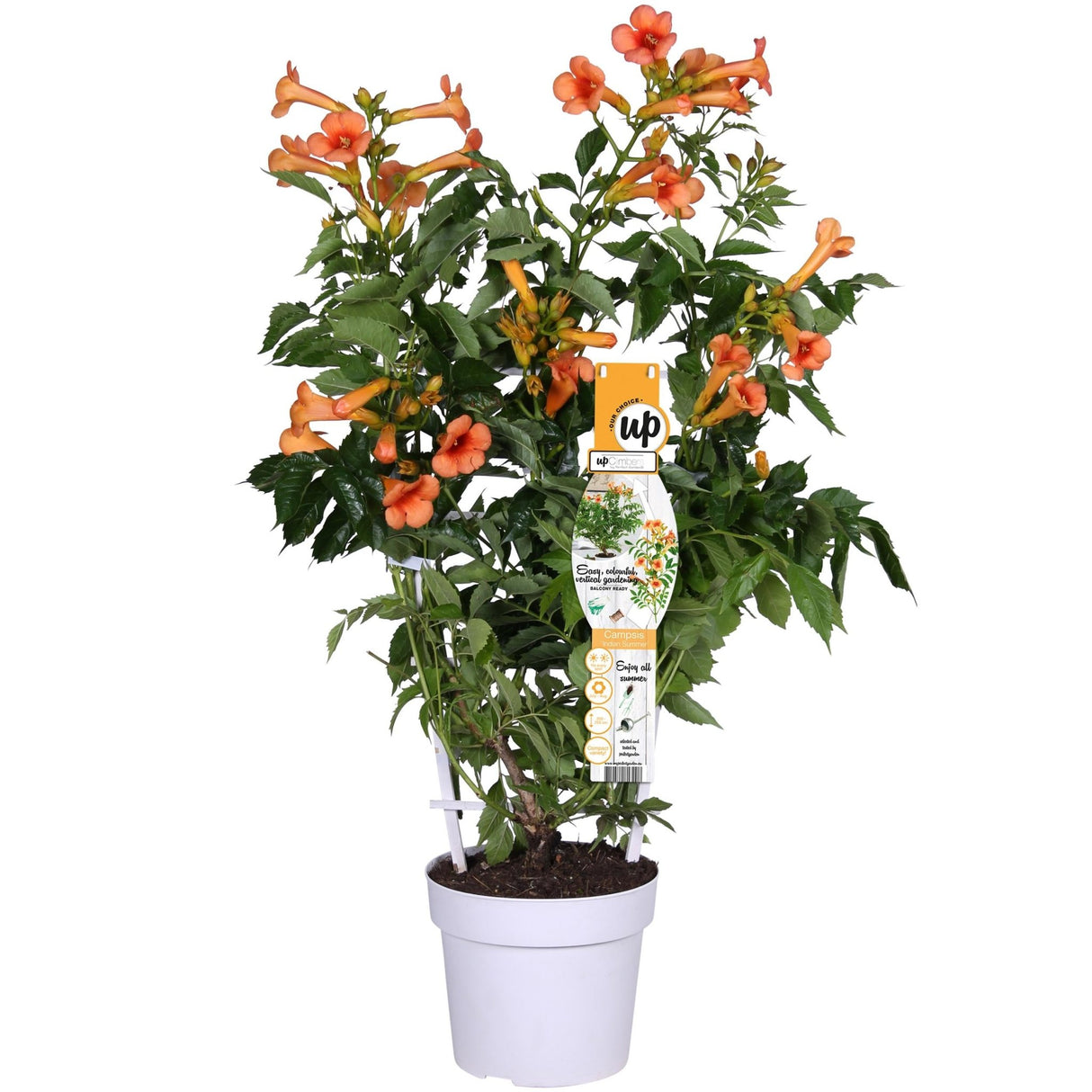 Livraison plante Campsis 'Indian Summer'