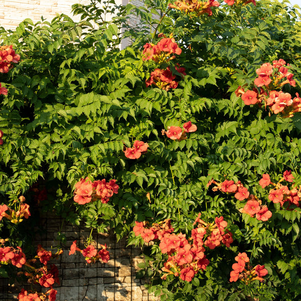 Livraison plante Campsis radicans Madame Galen – Lot de 2 – Pot 11 cm