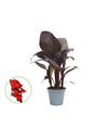 Livraison plante Canna Red Velvet