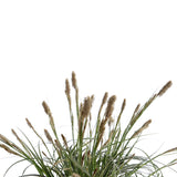 Livraison plante Carex 'Feather Falls'