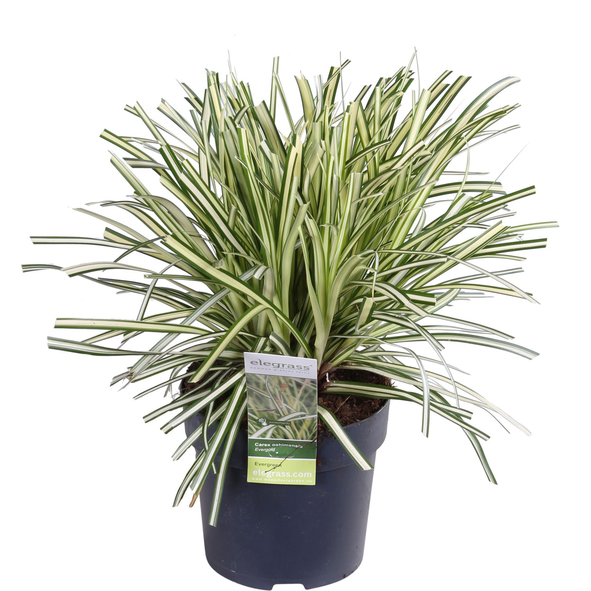 Livraison plante Carex hachijoensis 'Evergold'