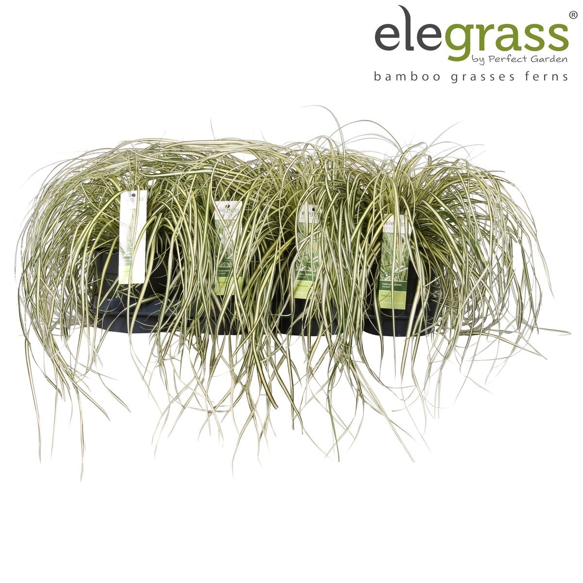 Livraison plante Carex hachijoensis 'Evergold'