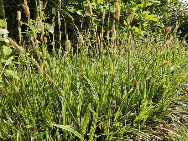 Livraison plante Carex laîche morrowii 'Aureovariegata'