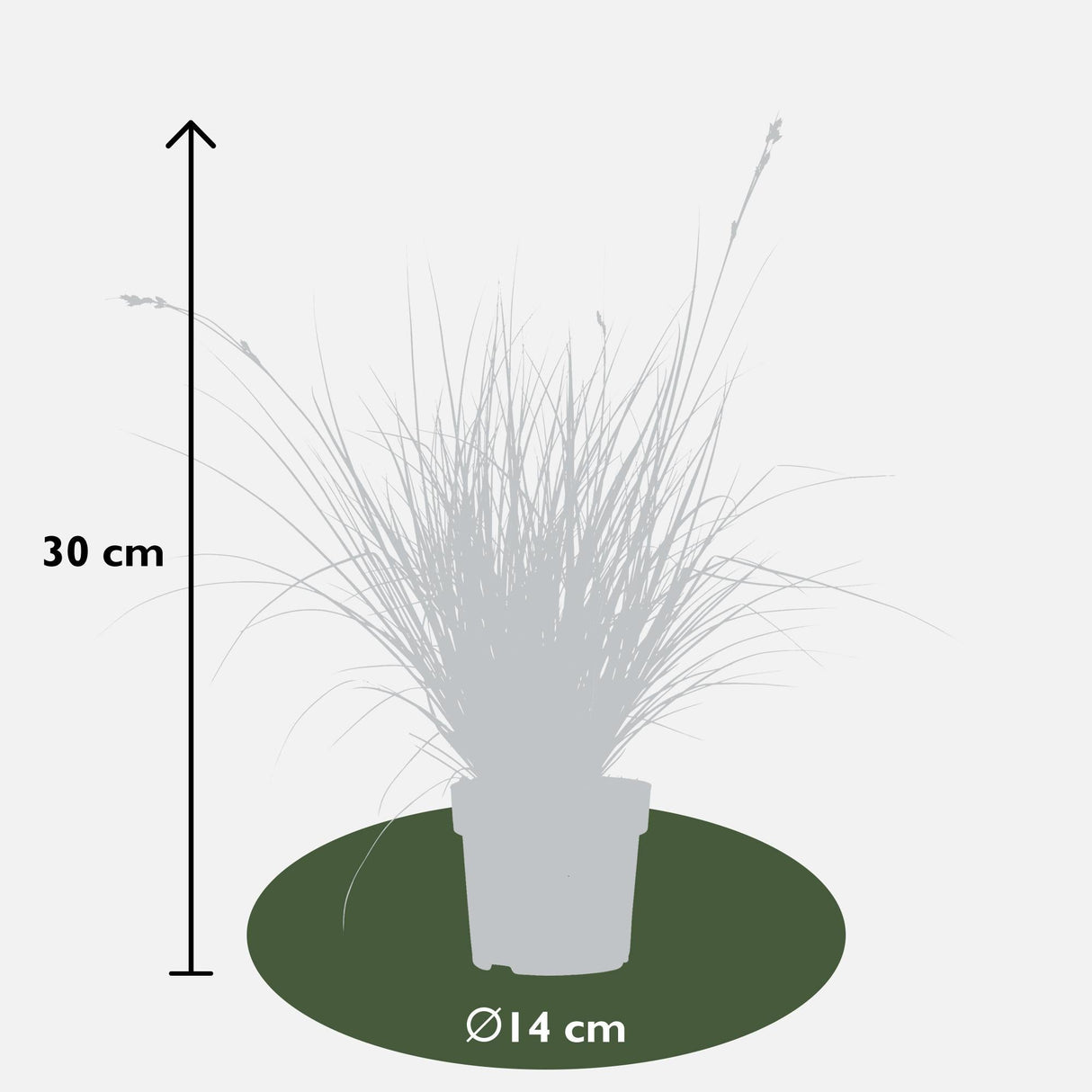 Livraison plante Carex, lot de 5 plantes - h30cm, Ø14cm - plantes d'extérieur