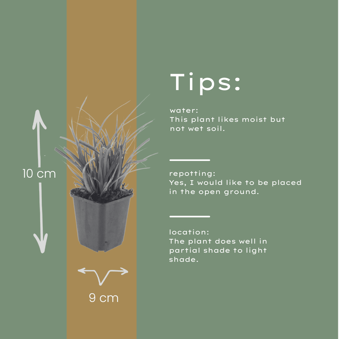 Livraison plante Carex morrowii