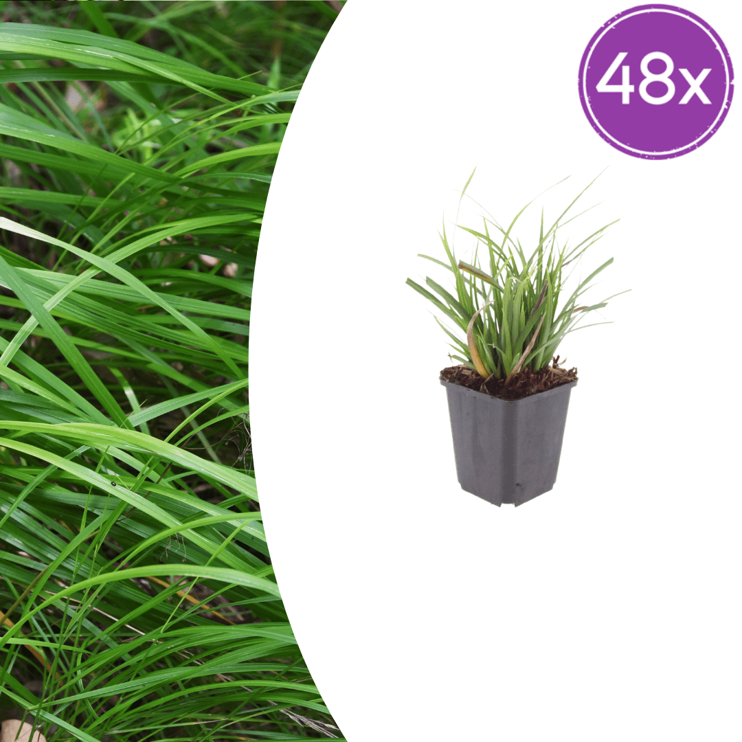 Livraison plante Carex morrowii