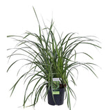 Livraison plante Carex morrowii 'Ice Dance'