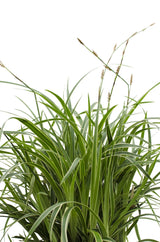 Livraison plante Carex morrowii 'Ice Dance' - Lot de 3