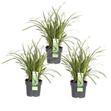 Livraison plante Carex morrowii 'Ice Dance' - Lot de 3