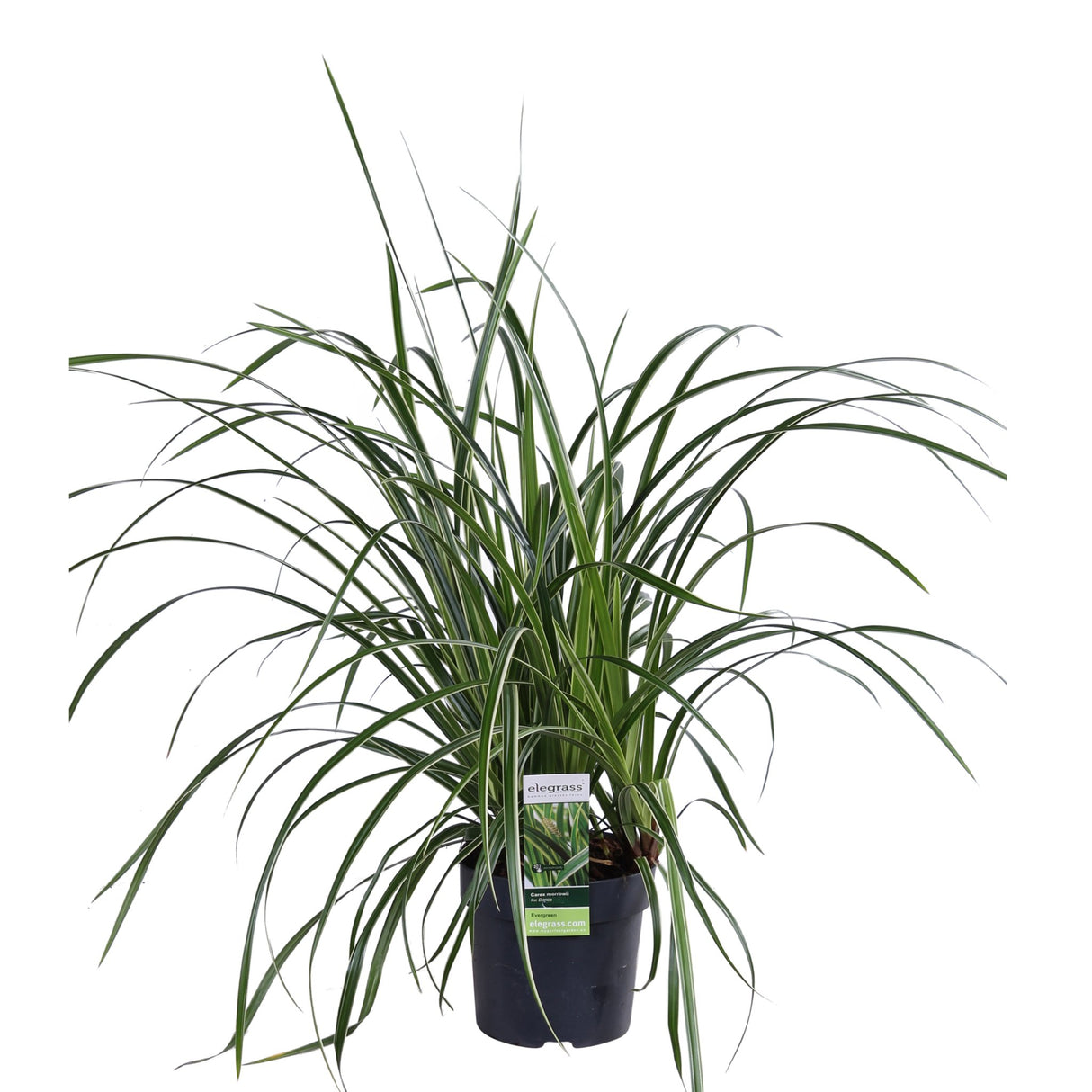 Livraison plante Carex morrowii 'Ice Dance' - Lot de 3