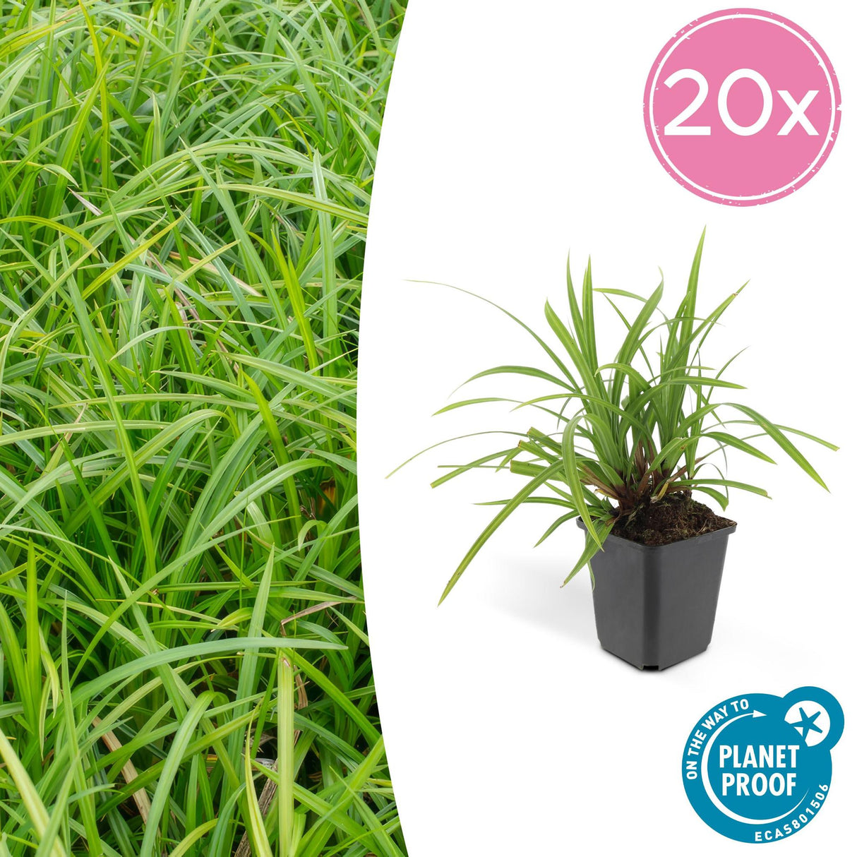 Livraison plante Carex morrowii Irish Green