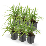 Livraison plante Carex morrowii 'Irish Green' - Lot de 6