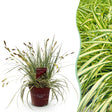 Livraison plante Carex oshimensis Evergold en pot