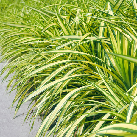 Livraison plante Carex oshimensis Evergold – Pot 17 cm – Hauteur 50 cm
