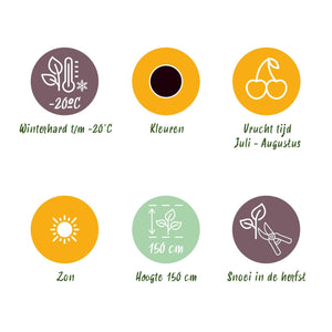 Livraison plante Cassis Titania – Lot de 3 – Pot 9 cm