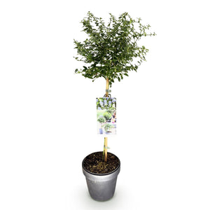 Livraison plante Ceanothus thyrsiflorus Repens – Pot 19 cm – Hauteur 90 cm