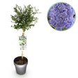 Livraison plante Ceanothus thyrsiflorus Repens – Pot 19 cm – Hauteur 90 cm