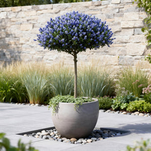 Livraison plante Ceanothus thyrsiflorus Repens – Pot 19 cm – Hauteur 90 cm