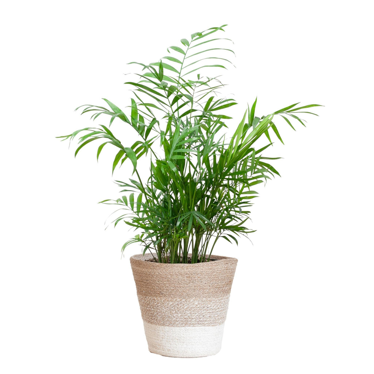 Livraison plante Chamadorea Elegans et son pot