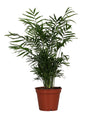 Livraison plante Chamaedorea Elegans