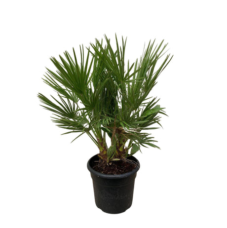 Livraison plante Chamaerops Humilis