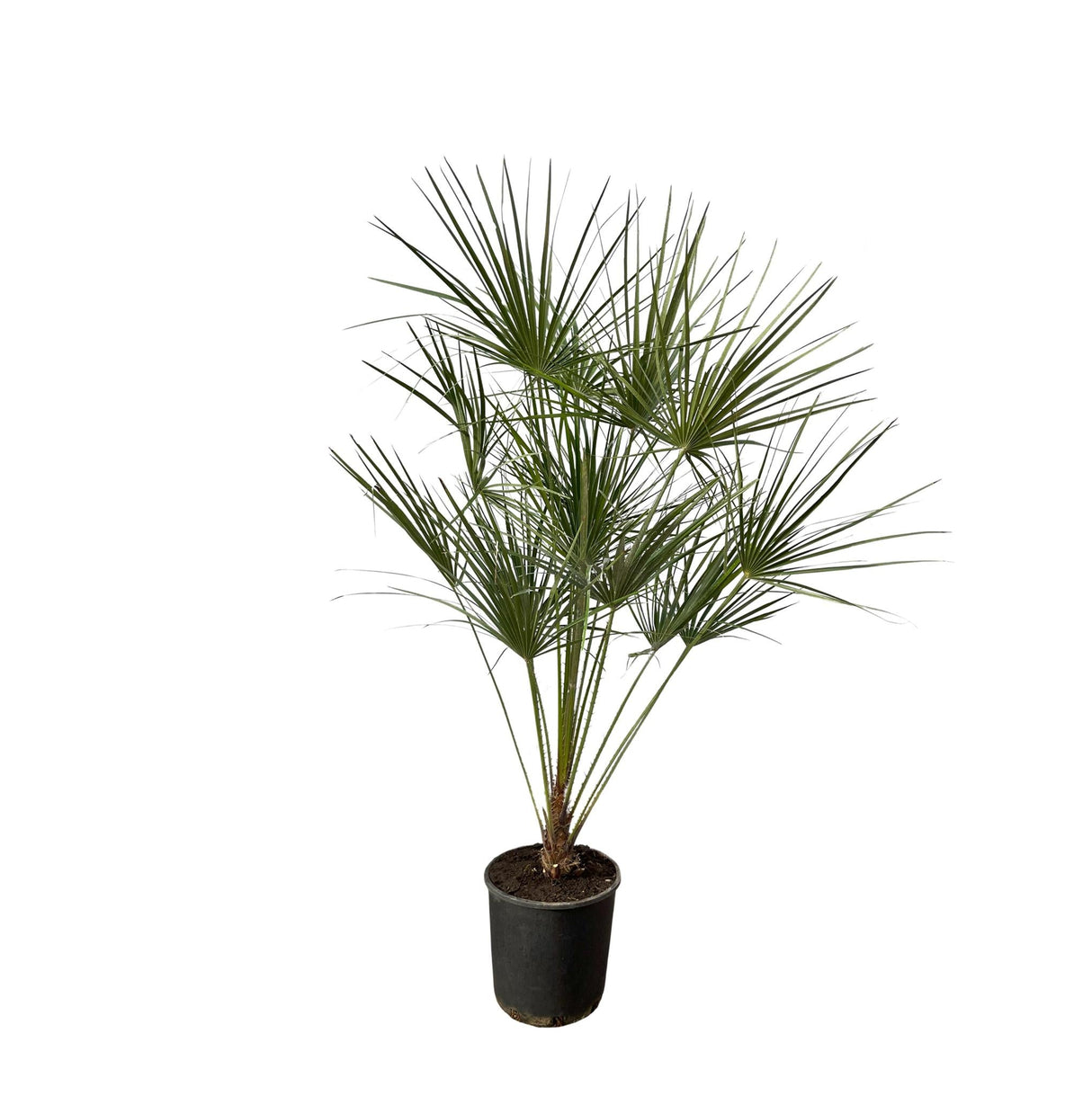 Livraison plante Chamaerops Humilis