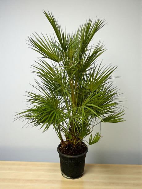 Livraison plante Chamaerops Humilis