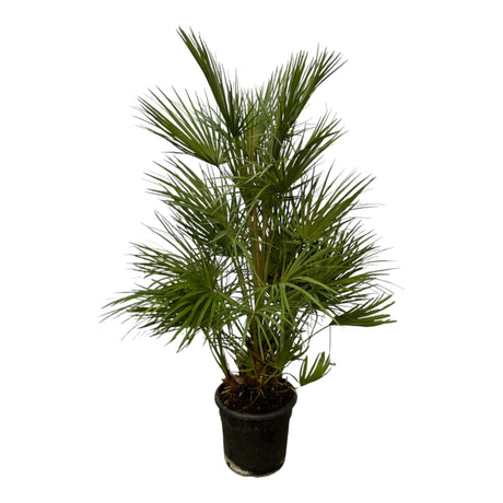 Livraison plante Chamaerops Humilis