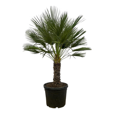 Palmier Nain (Chamaerops Humilis) ''