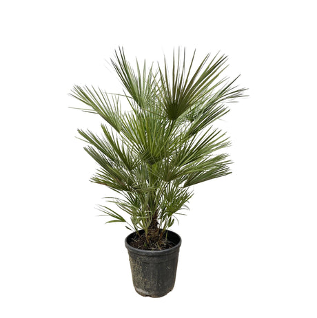 Livraison plante Chamaerops Humilis struik