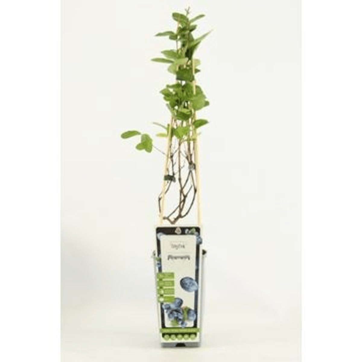 Livraison plante Chèvrefeuille à fruit comestibles - ↨45CM - Ø13 - arbuste fruitier