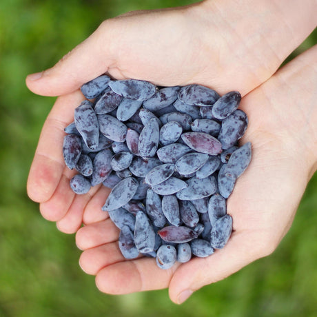 Livraison plante Chèvrefeuille comestible Kamtschatica – Lot de 3 – Pot 9 cm