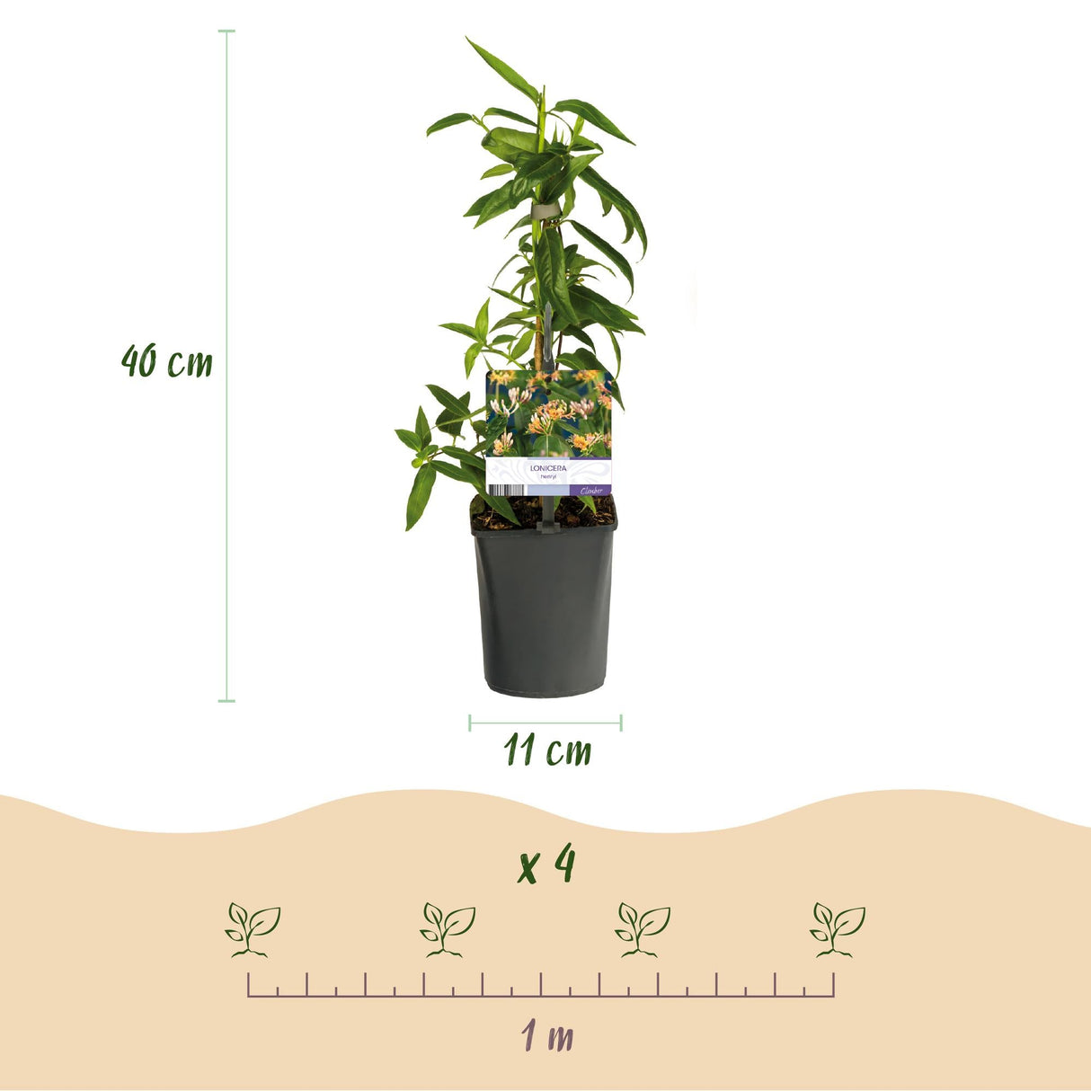 Livraison plante Chèvrefeuille Lonicera henryi – Lot de 2 – Hauteur 40 cm