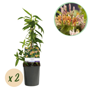 Livraison plante Chèvrefeuille Lonicera henryi – Lot de 2 – Hauteur 40 cm