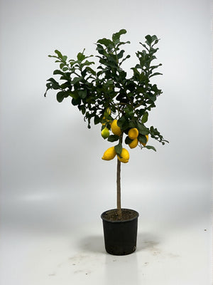 Livraison plante Citronnier