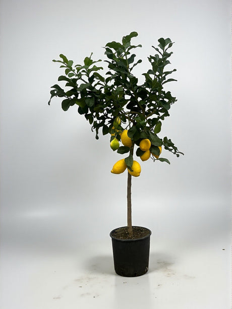 Livraison plante Citronnier