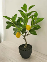 Livraison plante Citronnier Fruitier - Arbre Artificiel