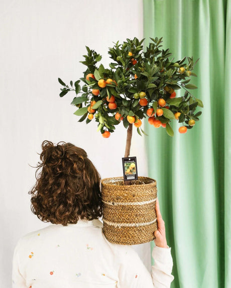 Livraison plante Citrus Calamondin