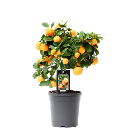 Livraison plante Citrus Calamondin