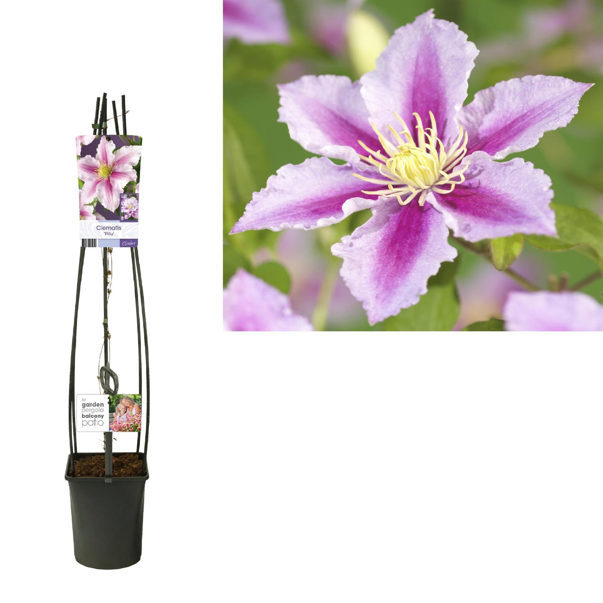 Livraison plante Clematis 'Piilu'