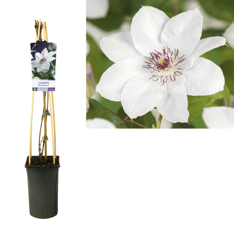 Livraison plante Clematite Blanche d17cm h75cm